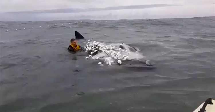 Surfista arrisca a vida para salvar filhote de baleia que estava preso em rede de pesca-0